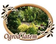 Ogród latem