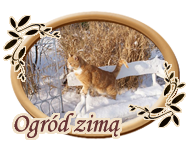 Ogród zimą